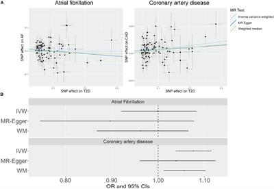 An examination of causal associations and shared risk factors for diabetes and cardiovascular diseases in the East Asian population: A Mendelian randomization study